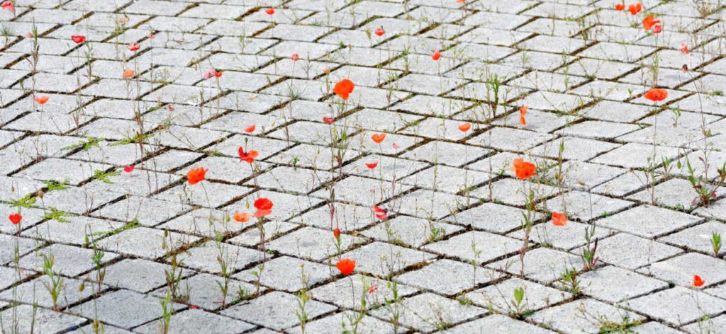 Nature in the city : poppies growing between cobblestones