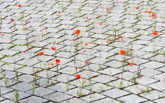 Nature in the city : poppies growing between cobblestones